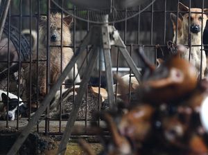 Pasangan Ini Tertangkap Racuni Anjing dan Kucing Untuk Dijual Dagingnya