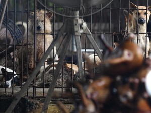 Pasangan Ini Tertangkap Racuni Anjing dan Kucing Untuk Dijual Dagingnya
