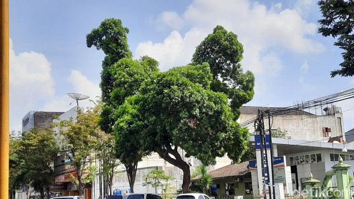 Pohon berbentuk seperti ayam raksasa yang viral di Yogyakarta, Rabu (17/6/2020).