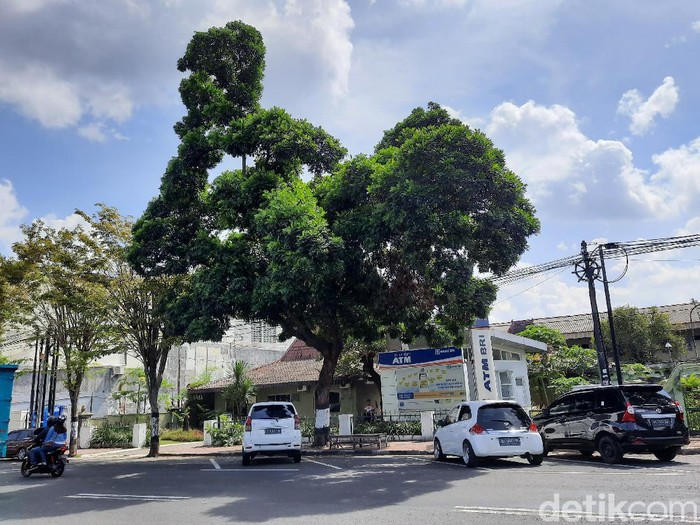 Pohon berbentuk seperti ayam raksasa yang viral di Yogyakarta, Rabu (17/6/2020).