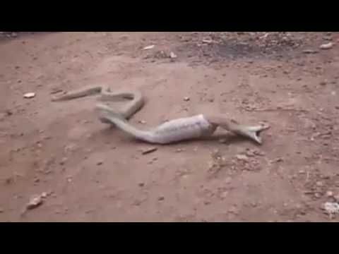 ular makan botol
