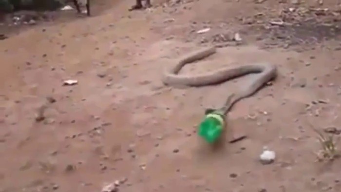 ular makan botol