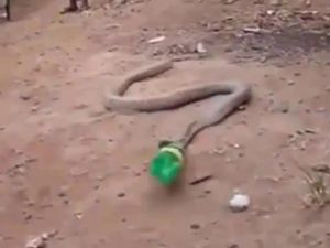 Kasihan! Ular Ini Telan Botol Plastik yang Dikira Makanan
