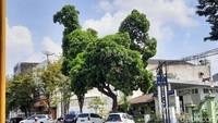 Pantauan detikcom di lokasi, pohon itu bentuknya seperti ayam jika dilihat dari sisi timur. Batang pohon tidak benar-benar lurus menyerupai kaki ayam. Sementara itu, bentuk ayam tampak dari formasi daun dan dahan. Citra ayam pun terlihat mulai bentuk kepala hingga bentuk daun yang menyerupai sayap ayam.