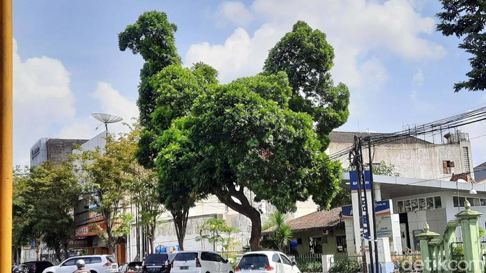 Sebuah pohon di Jalan Urip Sumoharjo, Kelurahan Klitren, Kecamatan Gondokusuman, Kota Yogyakarta viral karena berbentuk seperti ayam. Yuk kita lihat.
