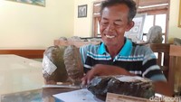 Fosil-fosil berbagai jenis dan bentuk dipajang di ruang tamu.