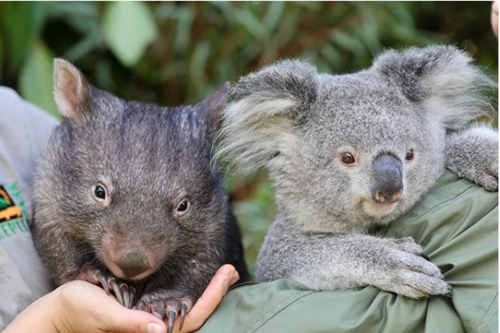 Australian Reptile Park