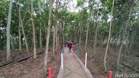 Saat memasuki pintu gerbang, pengunjung akan disuguhkan dengan rindangnya perkebunan karet milik warga. (Dadang Hermansyah /detikcom)