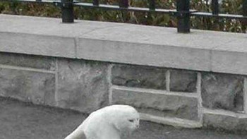 Waduh kok kakinya cuma ada dua dan tanpa kuping sih, Cing? Foto: via Go Social