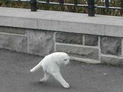 Glitch di Google Maps yang Bikin Hasilnya Kocak!