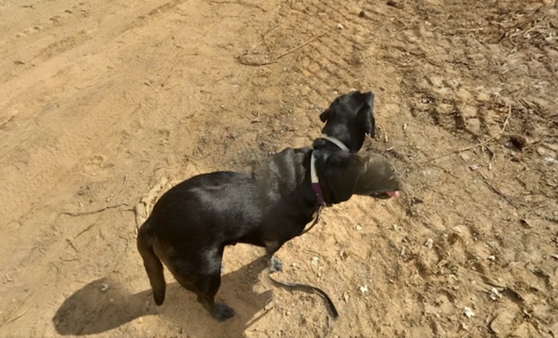 Glitch yang ada pada Google Maps biasa terjadi. Tapi terkadang hasilnya bisa mengocok perut karena menampilkan gambar yang aneh.