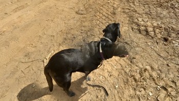 Loh, kepala anjingnya jadi ada dua? Ini kembar siam atau efek dari glitch ya? Foto: via Go Social