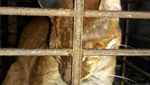 Kasihan! Kucing Emas Ini Terjerat Perangkap Babi di Sumbar