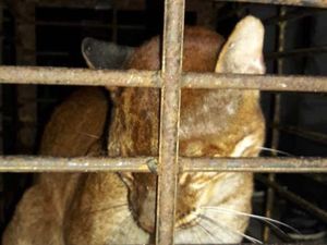 BKSDA Bukittinggi Catat Sudah Ada 3 Kucing Emas yang Mati Sejak 2019