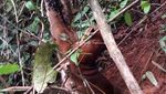 Kasihan! Kucing Emas Ini Terjerat Perangkap Babi di Sumbar