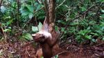 Kasihan! Kucing Emas Ini Terjerat Perangkap Babi di Sumbar