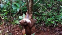 Kepala BKSDA Kota Bukitinggi, Vera Chiko, mengatakan kucing emas tersebut ditemukan dalam kendisi terjerat di hutan Sungai Dareh Pauah, Nagari Kamang Mudiak, Kecamatan Kamang Magek, Agam, Selasa (16/6/2020) sore.