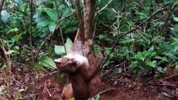 Kasihan! Kucing Emas Ini Terjerat Perangkap Babi Seekor kucing emas terjerat perangkap babi di Kabupaten Agam, Sumatera Barat. Hewan dengan nama latin Cotopuma temminckii itu mengalami luka di kaki kiri bagian depan.