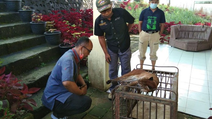 Kucing emas langka di Sumbar mati (dok. Istimewa)