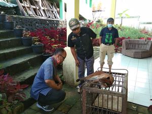 Sedih, Kucing Emas Langka yang Kena Jerat Babi di Sumbar Mati
