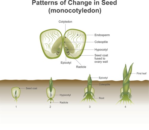 Monocotyledon. showing hypogeal development in which the cotyledon remains invisible within the seed, underground. Education info graphic vector.