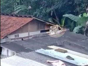 Kelaparan! Kawanan Monyet Liar Teror Warga Lembang Bandung