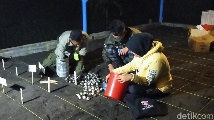 Musim penyu bertelur di pesisir pantai Banyuwangi mengalami pergeseran. Pada 2019, musim penyu bertelur terjadi pada awal Februari. Sedangkan tahun ini mulai April.