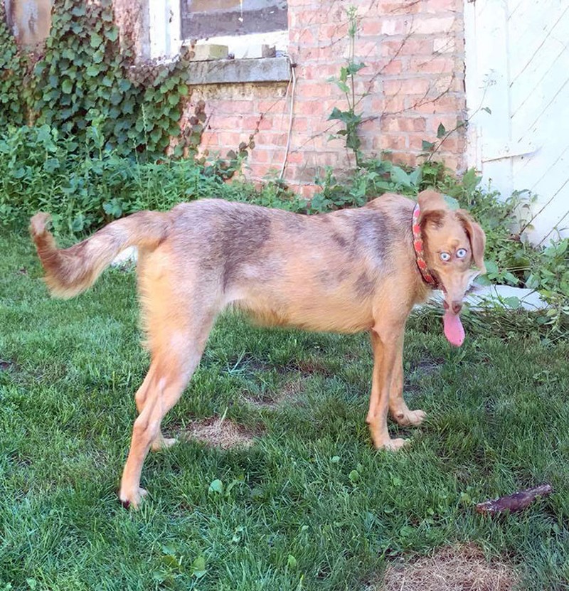 panorama hewan gagal