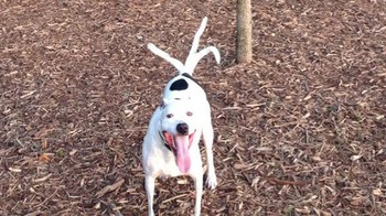 Punya ekor dengan 3 cabang. (Foto: Boredpanda)