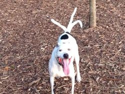 Deretan Foto Kocak Panorama Hewan yang Gagal