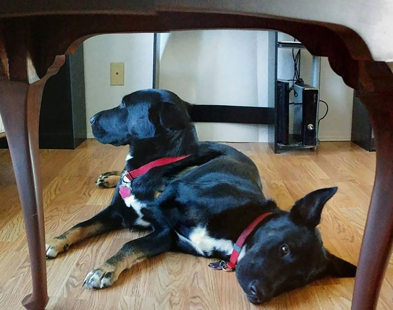 panorama hewan gagal