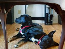 Deretan Foto Kocak Panorama Hewan yang Gagal