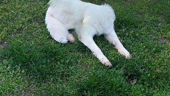 Kemana kepalanya? (Foto: Boredpanda)