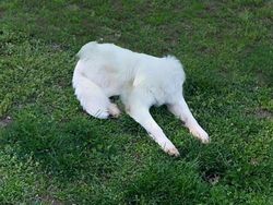 Deretan Foto Kocak Panorama Hewan yang Gagal