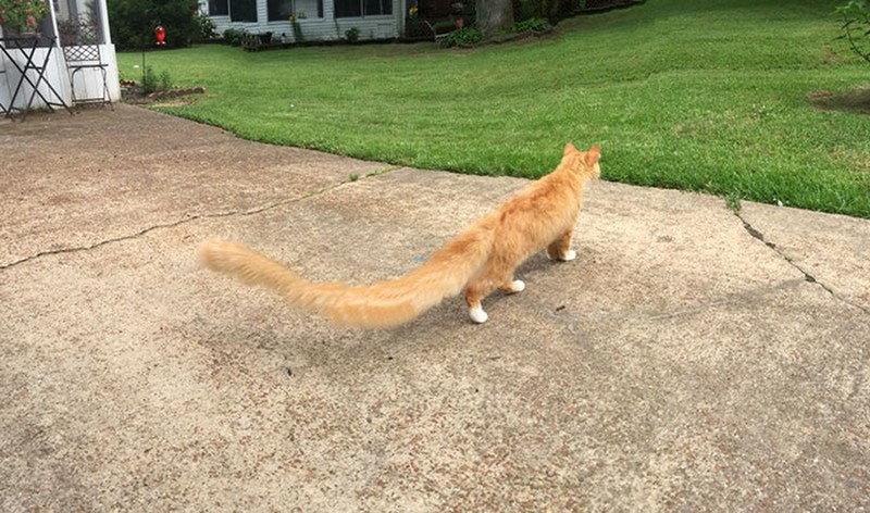 panorama hewan gagal