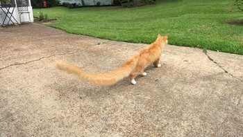 Si kucing punya ekor super panjang. (Foto: Boredpanda)
