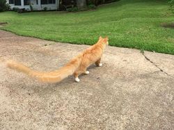 Deretan Foto Kocak Panorama Hewan yang Gagal