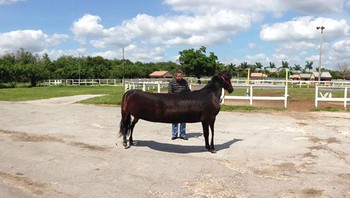 Kuda yang tidak wajar bentuknya. Foto: Boredpanda
