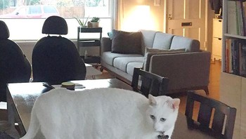 Kucing punya enam kaki? (Foto: Boredpanda)