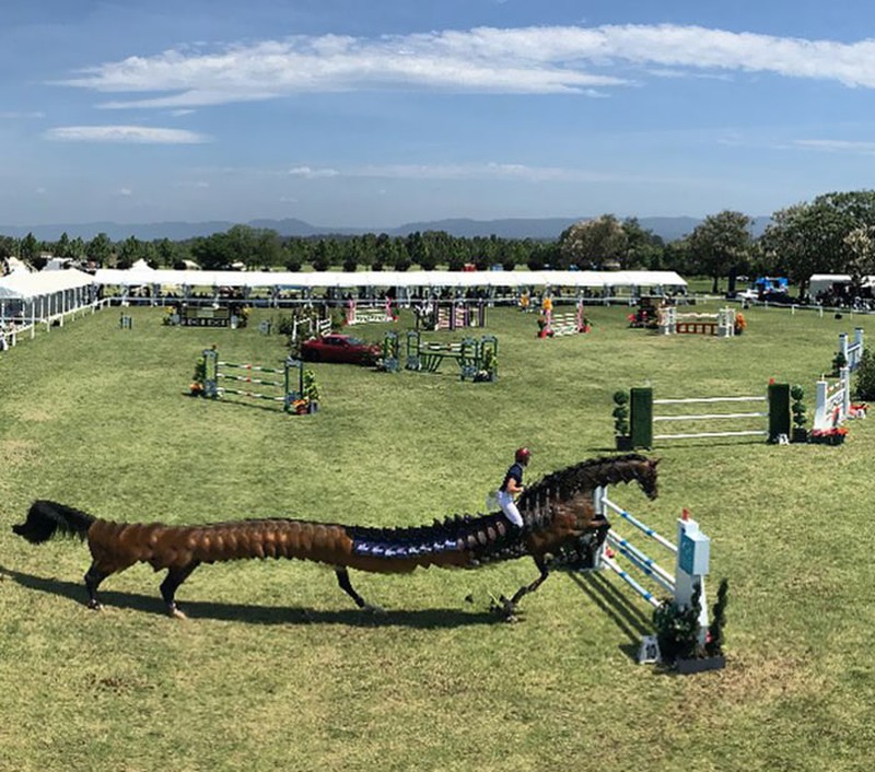 panorama hewan gagal