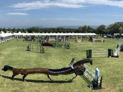 Deretan Foto Kocak Panorama Hewan yang Gagal