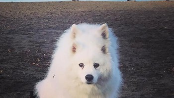 Pendengaran anjing ini bakal tajam banget soalnya punya 4 kuping. (Foto: Boredpanda)