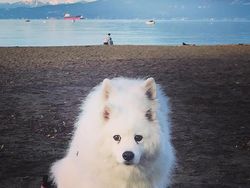 Deretan Foto Kocak Panorama Hewan yang Gagal