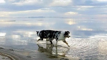 Begini kalo anjing punya kepala 2, gak kompak jalannya. (Foto: Boredpanda)