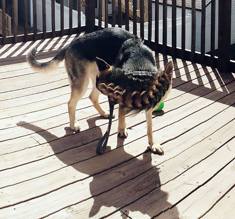 panorama hewan gagal