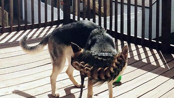 Hiii mukanya kok jadi begini ya? (Foto: Boredpanda)