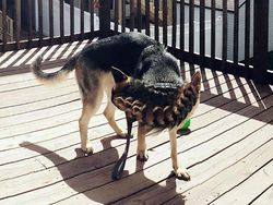 Deretan Foto Kocak Panorama Hewan yang Gagal