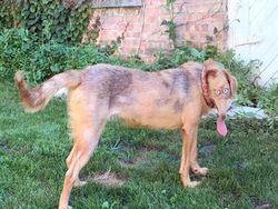 Deretan Foto Kocak Panorama Hewan yang Gagal