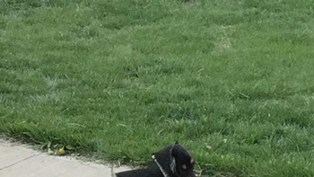 Anjing ini cuma punya dua kaki? (Foto: Boredpanda)