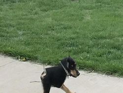 Deretan Foto Kocak Panorama Hewan yang Gagal